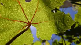 Grape Veins